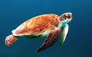 Turtles-in-Barbados