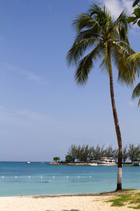 Tropical Ocho Rios, Jamaica beach scene of a lone man as he swims along the seashore with a coconut palm tree hanging over the water. Yachts are moored in the background.