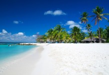 Sri Lanka Palm trees on a tropical beach in Sri Lanka