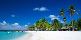 Palm trees on a tropical beach in Sri Lanka
