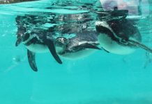 5 Best Zoos in the UK Penguins ZSL London Zoo, London, UK