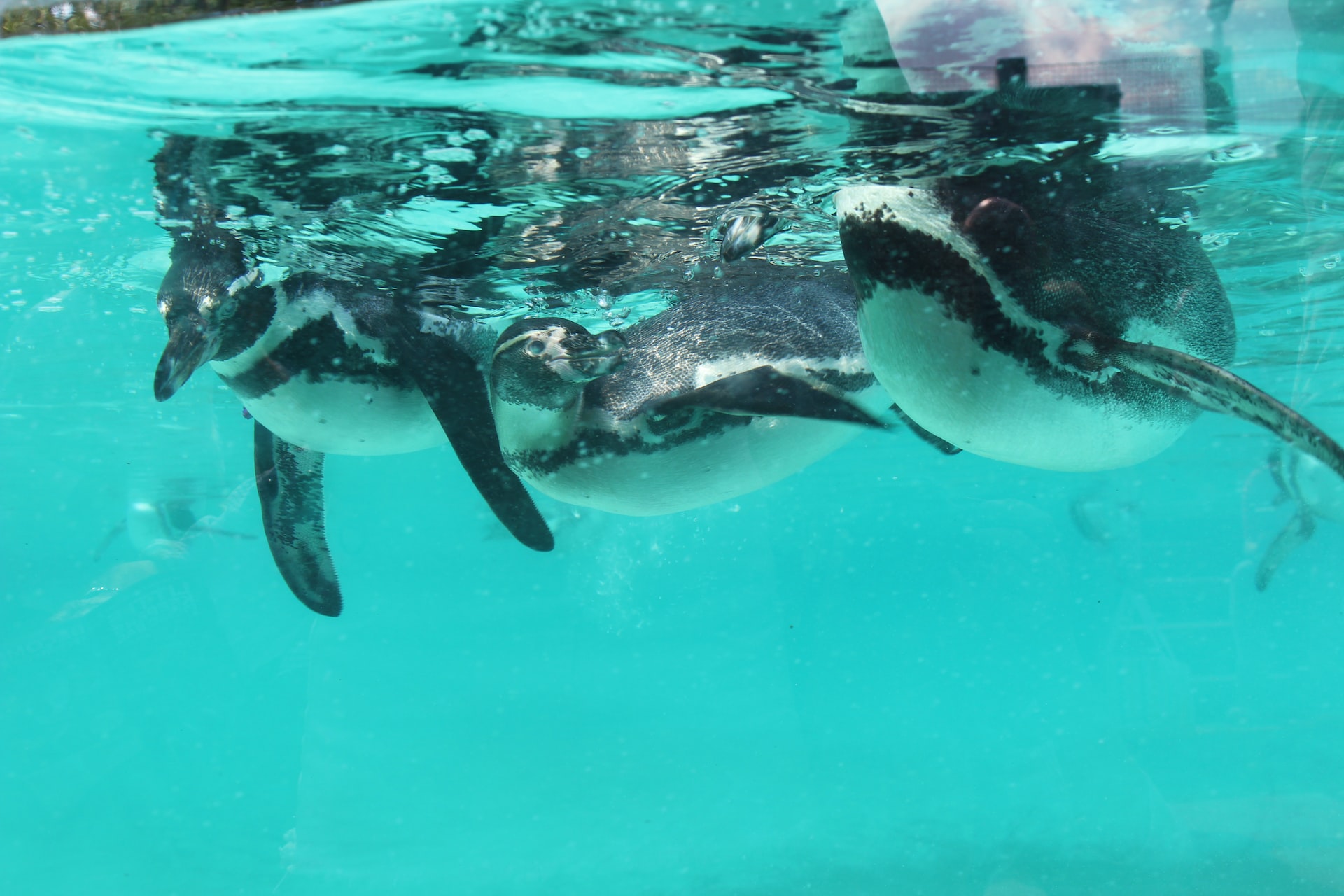 5 Must-Visit Zoos in the UK: Family-Friendly Animal Adventures