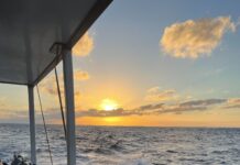 5 Reasons to go diving at Cozumel, Mexico cozumel-mexico